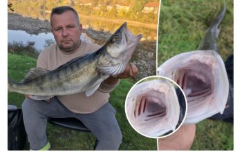 Ulov dana na Drini: Nedžad Hasanbegović izvukao “kralja Drine” – kapitalnog smuđa (FOTO)