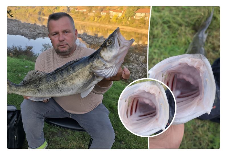 Ulov dana na Drini: Nedžad Hasanbegović izvukao “kralja Drine” – kapitalnog smuđa (FOTO)