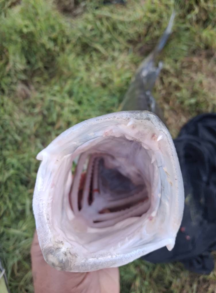 Ulov dana na Drini: Nedžad Hasanbegović izvukao “kralja Drine” – kapitalnog smuđa (FOTO)