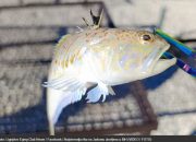 Najotrovnija riba na Jadranu ulovljena u BiH (VIDEO / FOTO)