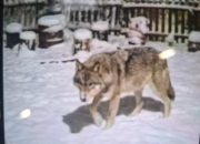 Vuk se vratio na Planinu i područje Krupnja: Dobri duh šuma ponovo među nama