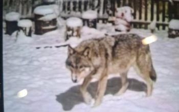 uk se vratio na Planinu i područje Krupnja: Dobri duh šuma ponovo među nama