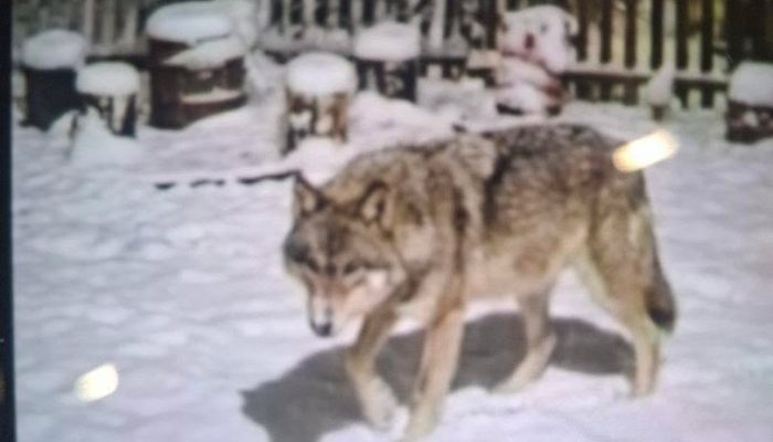 Vuk se vratio na Planinu i područje Krupnja: Dobri duh šuma ponovo među nama