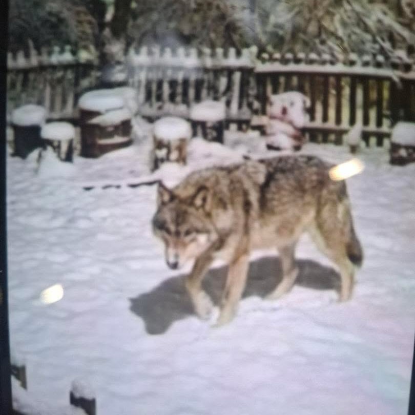 uk se vratio na Planinu i područje Krupnja: Dobri duh šuma ponovo među nama