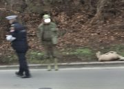 Saobraćajna nezgoda na izlazu iz Roćevića, nastradala srna (FOTO)