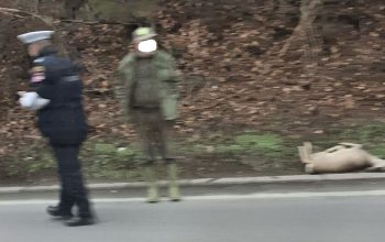 Saobraćajna nezgoda na izlazu iz Roćevića, nastradala srna (FOTO)