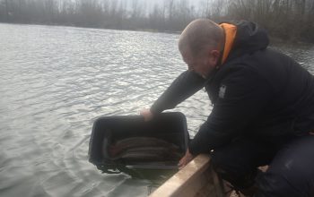 Tršićke bare bogatije za 384 kg štuke – najavljeno i poribljavanje jezera (FOTO)