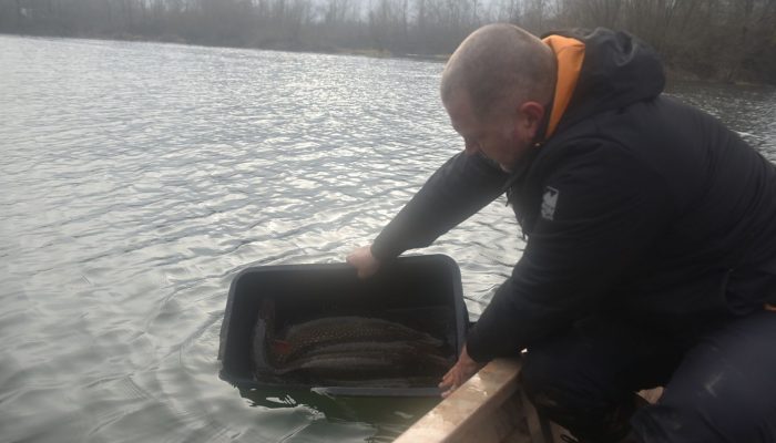 Tršićke bare bogatije za 384 kg štuke – najavljeno i poribljavanje jezera (FOTO)