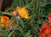 Otporno na zimu i snijeg: Ovo cvijeće može da prezimi na otvorenom