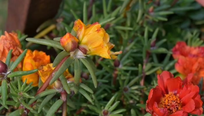 Otporno na zimu i snijeg: Ovo cvijeće može da prezimi na otvorenom