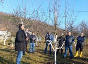 Održana obuka o rezidbi voća u Gornjim Grbavcima (FOTO)