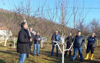 Održana obuka o rezidbi voća u Gornjim Grbavcima (FOTO)
