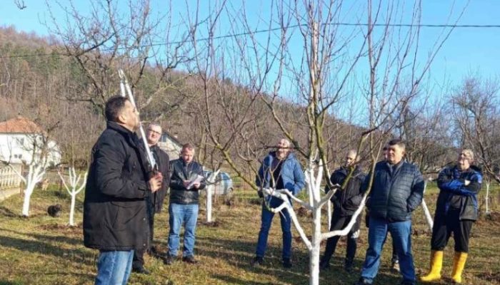Održana obuka o rezidbi voća u Gornjim Grbavcima (FOTO)