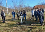 Zimska rezidba u voćnjaku: Prednosti i nedostaci