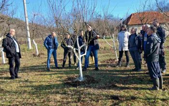 Zimska rezidba u voćnjaku: Prednosti i nedostaci