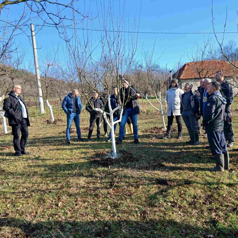 Zimska rezidba u voćnjaku: Prednosti i nedostaci