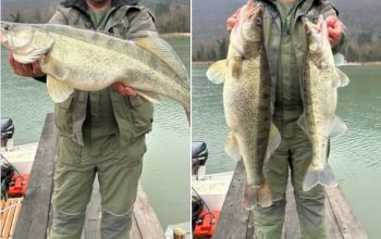 Trofejni smuđ: Milan i Petar imali ribarski dan za pamćenje (FOTO)