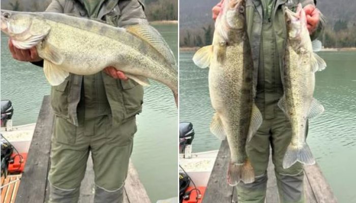 Trofejni smuđ: Milan i Petar imali ribarski dan za pamćenje (FOTO)