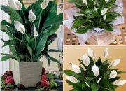 Spatifilij čuva dom od vlage i buđi: Ove dvije stvari koje ga održavaju zdravim