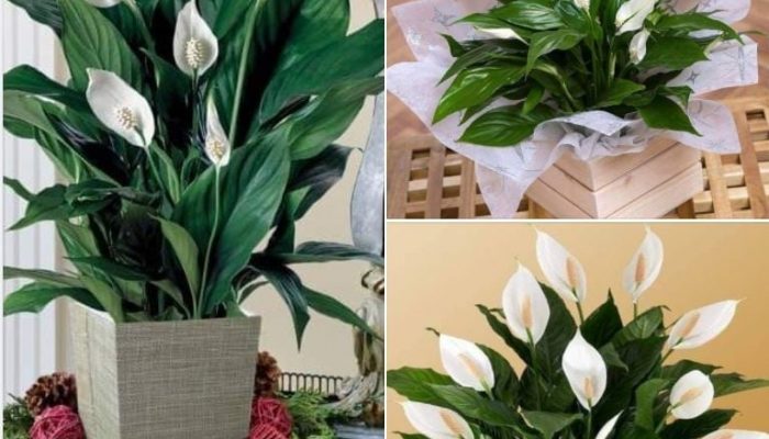 Spatifilij čuva dom od vlage i buđi: Ove dvije stvari koje ga održavaju zdravim