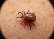 Nova pravila od 1. januara: Uvodi se participacija za vađenje krpelja