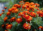 Već u januaru: 16 cvjetova koje iskusni baštovani siju zimi