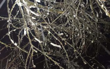 Radnici ''Elektro-Bijeljina'' na terenu, dalekvod Grbavci pod naponom, radovi na dalekovodu Kamenica još uvijek traju, dio korisnika dalekovoda Sapna ima električnu energiju