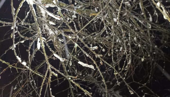 Radnici ”Elektro-Bijeljina” na terenu, dalekvod Grbavci pod naponom, radovi na dalekovodu Kamenica još uvijek traju, dio korisnika dalekovoda Sapna ima električnu energiju