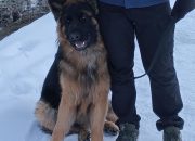 Pet vrsta laveža koje otkrivaju šta pas osjeća, želi ili ne voli