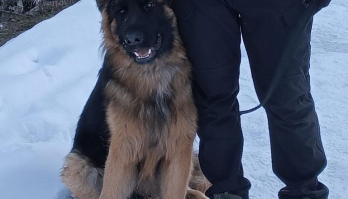 Pet vrsta laveža koje otkrivaju šta pas osjeća, želi ili ne voli