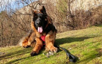 Putujete s kućnim ljubimcima? Ovo biste trebali znati ako ne želite da vas vrate sa granice