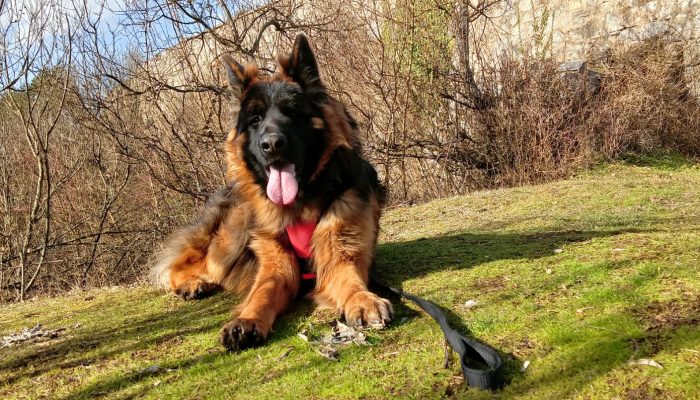 Putujete s kućnim ljubimcima? Ovo biste trebali znati ako ne želite da vas vrate sa granice