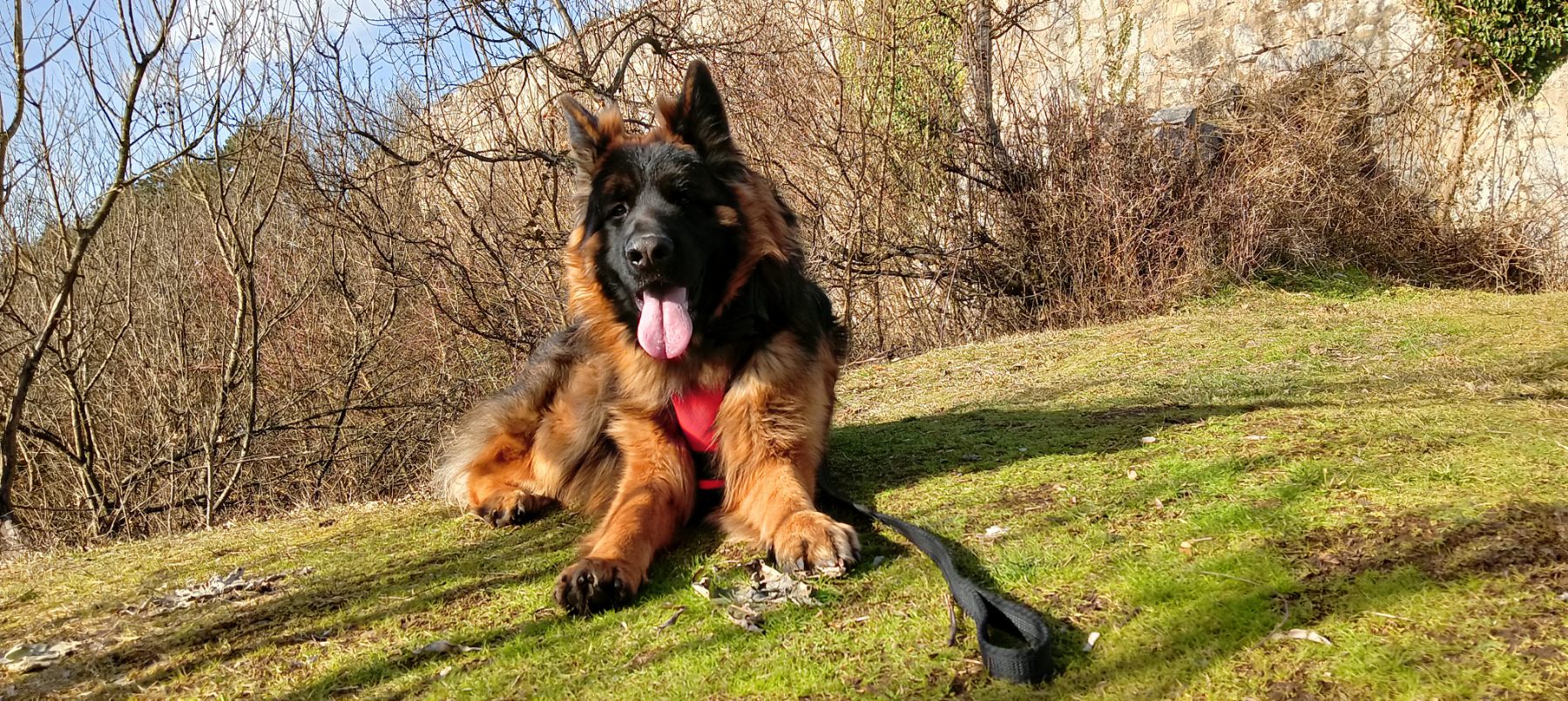 Putujete s kućnim ljubimcima? Ovo biste trebali znati ako ne želite da vas vrate sa granice