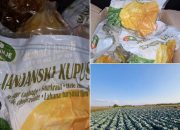 Janjarski kupus stigao na evropsko tržište: Vrijedni domaćini ispisuju novu stranicu uspjeha 