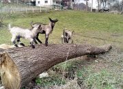 Specifičnosti ovčjeg i kozjeg mlijeka