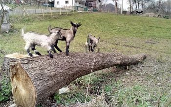 Specifičnosti ovčjeg i kozjeg mlijeka