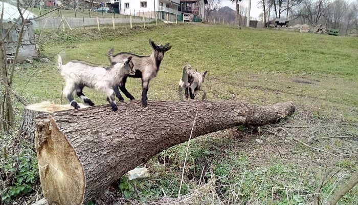 Specifičnosti ovčjeg i kozjeg mlijeka