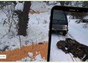 Snimak iz Šekovića zgrozio javnost: Divlje svinje vučene po snijegu nakon masovnog odstrela