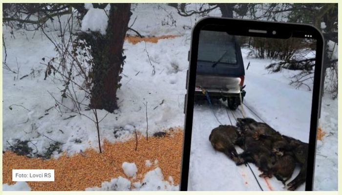 Snimak iz Šekovića zgrozio javnost: Divlje svinje vučene po snijegu nakon masovnog odstrela