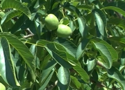 Razmnožavanje oraha u praksi: Koju metodu odabrati