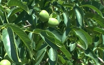 Razmnožavanje oraha u praksi: Koju metodu odabrati