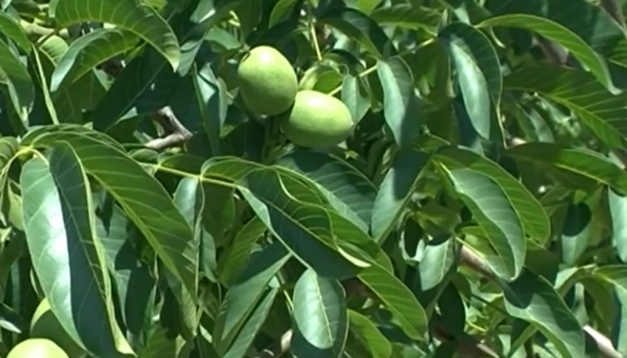 Razmnožavanje oraha u praksi: Koju metodu odabrati