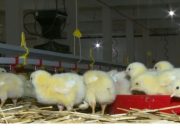 Peradarstvo se gasi u tišini, radnici završavaju na evidenciji nezaposlenih (VIDEO)