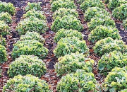 Čuva i čisti jetru: Povrće koje stručnjaci posebno preporučuju