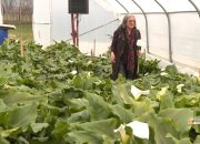 Biljka iz Afrike raste u Zvorniku: Jasminka ostala bez posla u pandemiji, danas uzgaja hiljade kala (FOTO)