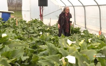 Biljka iz Afrike raste u Zvorniku: Jasminka ostala bez posla u pandemiji, danas uzgaja hiljade kala (FOTO)