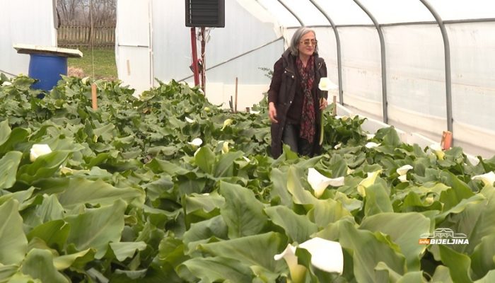 Biljka iz Afrike raste u Zvorniku: Jasminka ostala bez posla u pandemiji, danas uzgaja hiljade kala (FOTO)