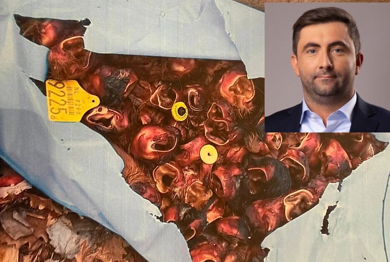 Gradonačelnik Bijeljine podnio prijave i protiv Zvorničana zbog nepropisnog odlaganja životinjskog otpada-goveđih ušiju u Semberiji (FOTO)