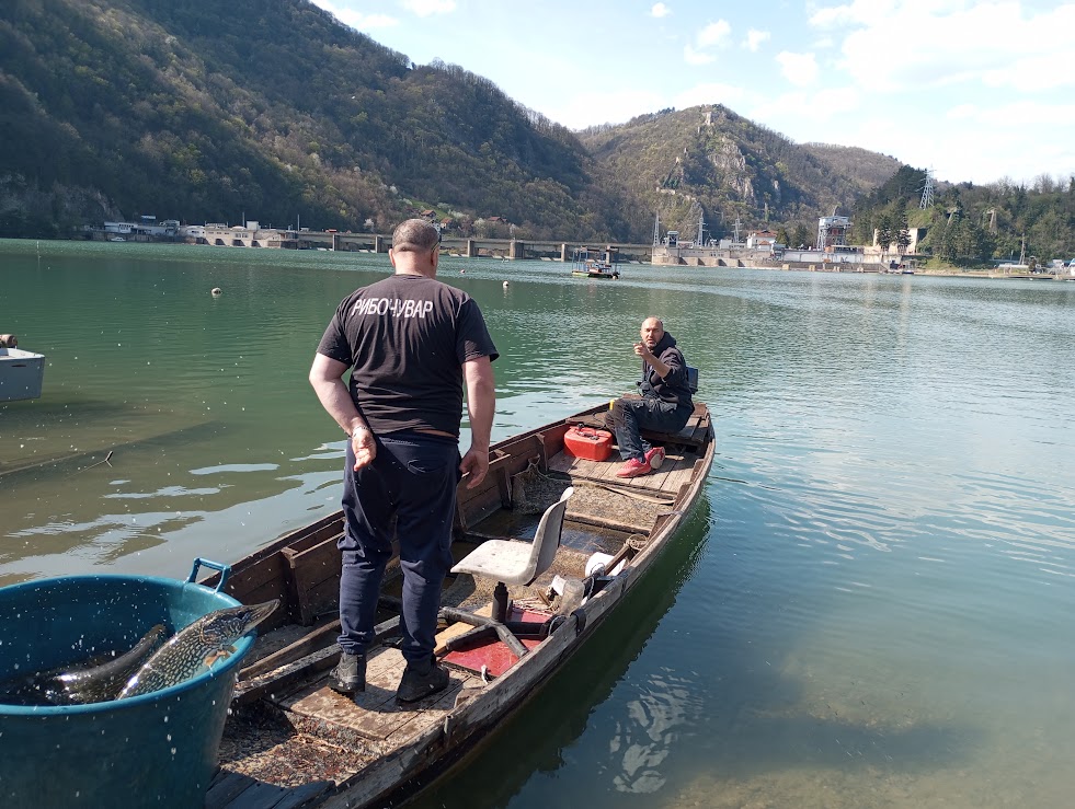 Poribljavanje Zvorničkog jezera i Medoša: Ubačeni kapitalni primjerci štuke i šarana (FOTO)