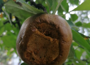 Nevidljiva opasnost na granama: Evo šta vrlo lahko može uništiti vašu berbu